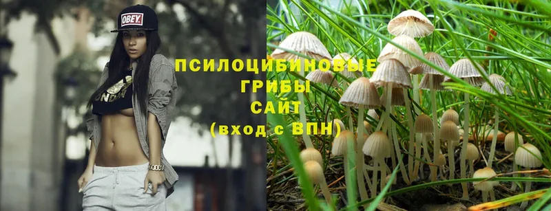 Галлюциногенные грибы Psilocybe  Изобильный 